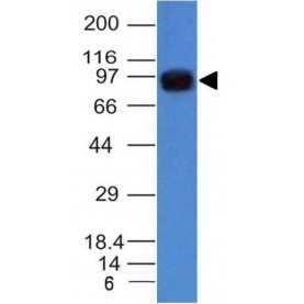 UACA / Nucling(AE-5), CF640R conjugate, 0.1mg/mL
