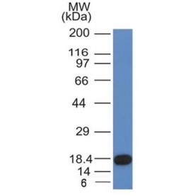 CD117(KIT/982), CF640R conjugate, 0.1mg/mL