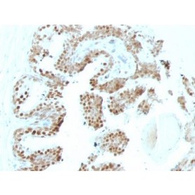 p57 / KIP2(KP10 + KIP2/880), CF640R conjugate, 0.1mg/mL