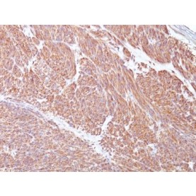 CD117(Cocktail), CF640R conjugate, 0.1mg/mL