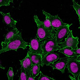 CD44 Standard(DF1485), CF640R conjugate, 0.1mg/mL