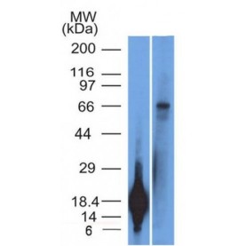 TRIM29(TRIM29/1042), CF640R conjugate, 0.1mg/mL