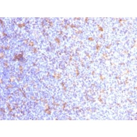 CD11c (Dendritic Cell Marker) (ITGAX/1284), CF640R conjugate, 0.1mg/mL