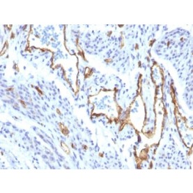 CD31 / PECAM-1 (Endothelial Cell Marker) (C31/1395R), CF640R conjugate, 0.1mg/mL
