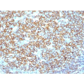 CD20 / MS4A1 (B-Cell Marker) (IGEL/1497R), CF640R conjugate, 0.1mg/mL