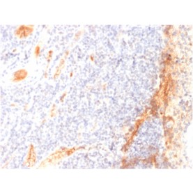 VEGF (Vascular Endothelial Growth Factor)(VG1), CF640R conjugate, 0.1mg/mL