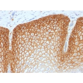 CD44v4 (Marker of Tumor Metastasis) (CD44v4/1700R), CF640R conjugate, 0.1mg/mL