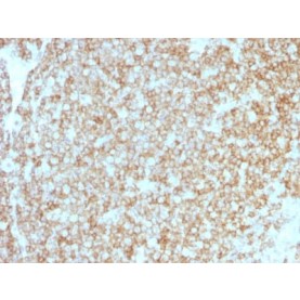 CD45 / LCA (Leucocyte Marker) (PTPRC/1783R + PTPRC/1975R), CF640R conjugate, 0.1mg/mL