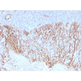 Biotium BNC402099-100, Catenin, beta (p120)(CTNNB1/2099), CF640R conjugate, 0.1mg/mL