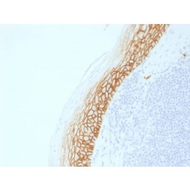 CD44v9 (Marker of Tumor Metastasis) (CD44v9/2344R), CF640R conjugate, 0.1mg/mL