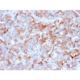 Biotium BNC402366-100, CD269 / TNFRSF17 / BCMA (B-Cell Maturation Protein) (BCMA/2366), CF640R conjugate, 0.1mg/mL