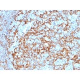 Biotium BNC402385-100, CD14 (Monocyte / Macrophage Marker) (LPSR/2385), CF640R conjugate, 0.1mg/mL