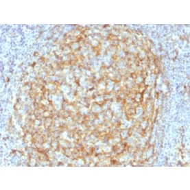 Biotium BNC402386-100, CD14 (Monocyte / Macrophage Marker) (LPSR/2386), CF640R conjugate, 0.1mg/mL