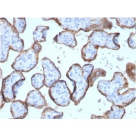 Biotium BNC402899-100, Alkaline Phosphatase (Placental) / PLAP (Germ Cell Tumor Marker) (ALPP/2899R), CF640R conjugate, 0.1mg/mL