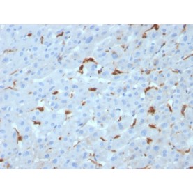 Biotium BNC402953-500, C1QA / Complement C1q A-Chain(C1QA/2953), CF640R conjugate, 0.1mg/mL