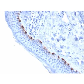 Tyrosinase-Related Protein-1 (TYRP-1) (Melanoma Marker)(TYRP1/3284), CF640R conjugate, 0.1mg/mL