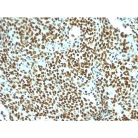 Human Nuclear Antigen(NM106), CF543 conjugate, 0.1mg/mL