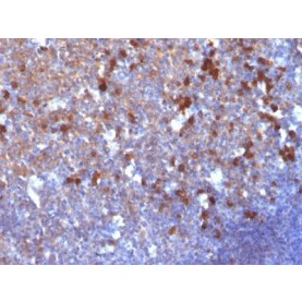 Human IgA Immunoglobulin(IA761), CF543 conjugate, 0.1mg/mL