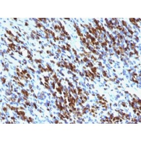 Myogenin(MGN185 + F5D), CF543 conjugate, 0.1mg/mL