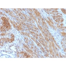 Desmin (Muscle Cell Marker) (DES/1711), CF543 conjugate, 0.1mg/mL