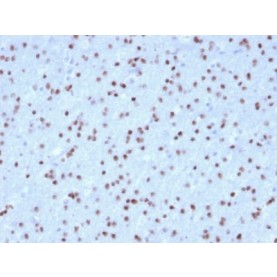 OLIG2 (Marker of Glial Brain Tumors) (OLIG2/2400), CF543 conjugate, 0.1mg/mL