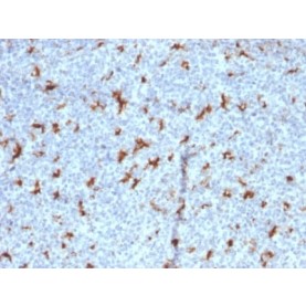 CD68 (Macrophage Marker) (C68/2501), CF543 conjugate, 0.1mg/mL