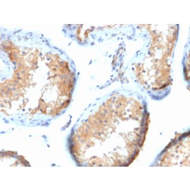 Vinculin (Marker of Age-related Macular Degeneration)(VCL/2573), CF647 conjugate, 0.1mg/mL
