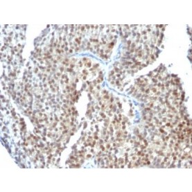 Estrogen Receptor beta 1(ESR2/686), CF660R conjugate, 0.1mg/mL