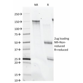 Biotium BNC680074-100, CD28(C28/74),  CF568 conjugate, 0.1mg/mL
