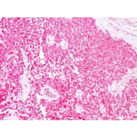 S100B(4C4.9), CF568 conjugate, 0.1mg/mL
