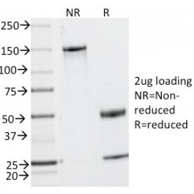 Biotium BNC680201-100, CD2 / Lymphocyte Function Antigen 2 (LFA-2)(UMCD2),  CF568 conjugate, 0.1mg/mL