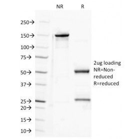 Biotium BNC680218-100, CD100 (Semaphorin-4D)(A8),  CF568 conjugate, 0.1mg/mL