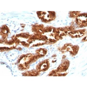 TAG-72 / CA72.4(B72.3), CF568 conjugate, 0.1mg/mL