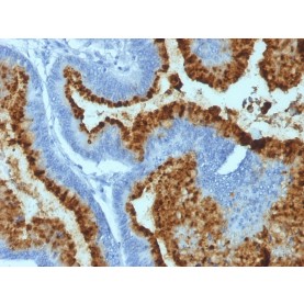 Biotium BNC680296-100, Blood Group Antigen B (CD173)(HEB-20),  CF568 conjugate, 0.1mg/mL