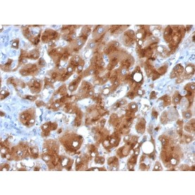 Serum Amyloid A(SAA/326),  CF568 conjugate, 0.1mg/mL