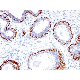 p40(Rabbit PAb), CF568 conjugate, 0.1mg/mL