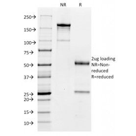 Biotium BNC680479-100, CD32 (Fc Gamma RIIa)(FCGR2A/479),  CF568 conjugate, 0.1mg/mL