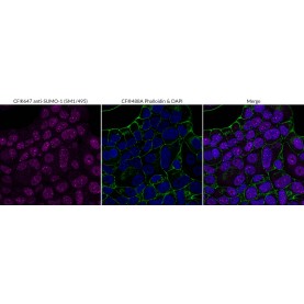 SUMO-1(SM1/495), CF568 conjugate, 0.1mg/mL