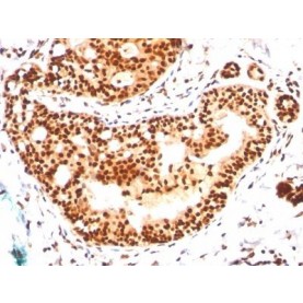 SUMO-2/3(SM23/496), CF568 conjugate, 0.1mg/mL