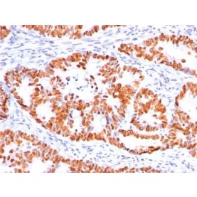 TNF alpha(TNF656), CF568 conjugate, 0.1mg/mL