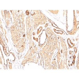 Smooth Muscle Actin(1A4), CF568 conjugate, 0.1mg/mL