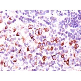bcl-x(BX006 + 2H12), CF568 conjugate, 0.1mg/mL