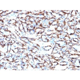 Smooth Muscle Actin(ACTA2/791), CF568 conjugate, 0.1mg/mL