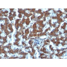 Retinol Binding Protein-1(G4E4), CF568 conjugate, 0.1mg/mL