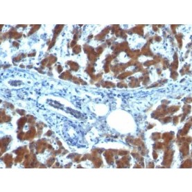 Retinol Binding Protein-1(RBP/872), CF568 conjugate, 0.1mg/mL