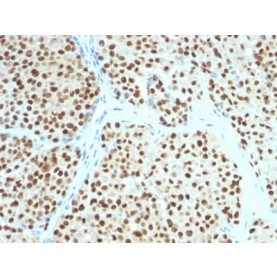 SOX10(SOX10/991), CF568 conjugate, 0.1mg/mL