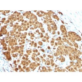 S100B(S100B/1012), CF568 conjugate, 0.1mg/mL