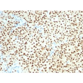 SOX10(SOX10/991 + SOX10/1074), CF568 conjugate, 0.1mg/mL