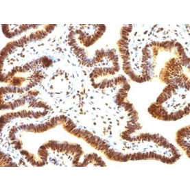 SUMO-1(SUMO1/1188), CF568 conjugate, 0.1mg/mL