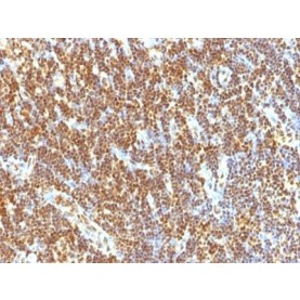 SUMO-2(SUMO2/1199), CF568 conjugate, 0.1mg/mL